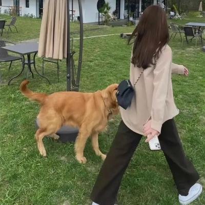 活动写真